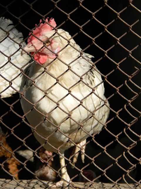 火带来新的 火带来新的